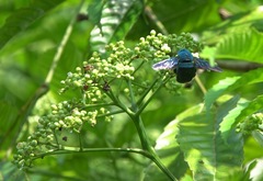 Xylocopa caerulea