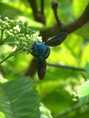 Xylocopa caerulea