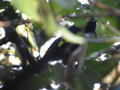 Cacicus chrysonotus