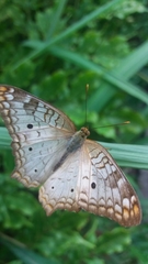 Anartia jatrophae