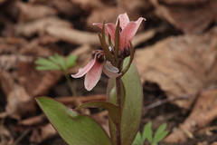 Fritillaria stenanthera