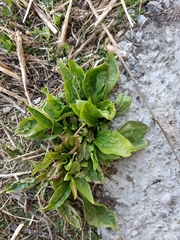 Plantago depressa