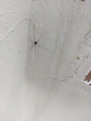 Cosmobunus granarius