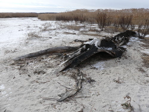 Humpback Whale photographed in Delaware