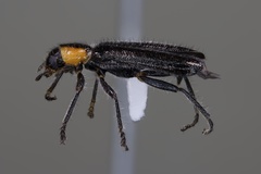 Placopterus thoracicus