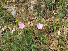 Convolvulus althaeoides tenuissimus