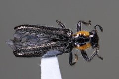 Placopterus thoracicus