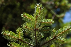 Picea omorika