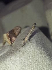 Zelleria oleastrella