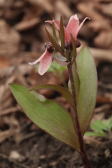 Fritillaria stenanthera