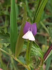 Lathyrus hirsutus