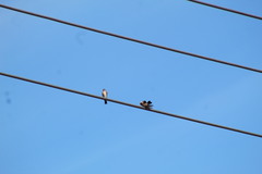 Stelgidopteryx serripennis ridgwayi