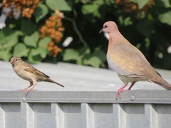 Streptopelia senegalensis
