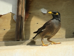 Acridotheres tristis
