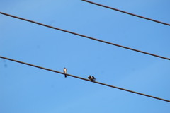 Stelgidopteryx serripennis ridgwayi