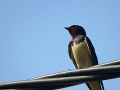 Hirundo rustica