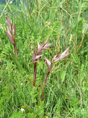 Serapias vomeracea