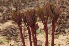 Paeonia obovata