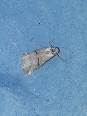 Zebeeba falsalis