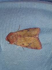 Heliothis incarnata