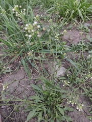 Capsella bursa-pastoris