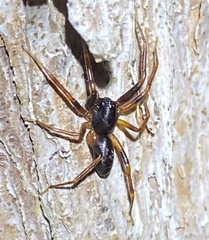 Battalus wallum