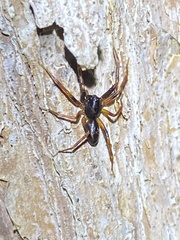 Battalus wallum