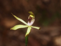 Caladenia atradenia