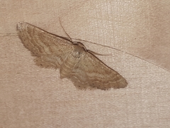Idaea fractilineata