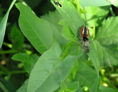 Philaeus chrysops