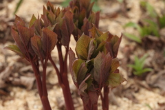 Paeonia obovata