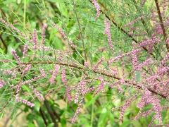Tamarix