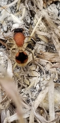 Dasymutilla insulana