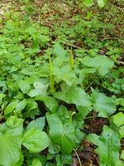 Arum maculatum