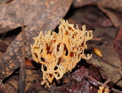 Phaeoclavulina flaccida