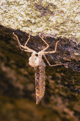 Anax aurantiacus