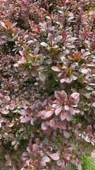 Berberis thunbergii