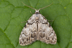Meganola strigula
