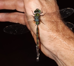 Gynacantha subinterrupta