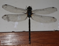 Gynacantha subinterrupta