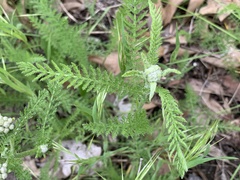 Achillea millefolium