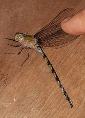 Gynacantha subinterrupta