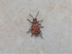 Crioceris duodecimpunctata