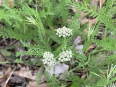 Achillea millefolium