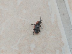 Crioceris duodecimpunctata