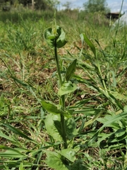 Doronicum pardalianches
