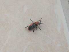 Crioceris duodecimpunctata