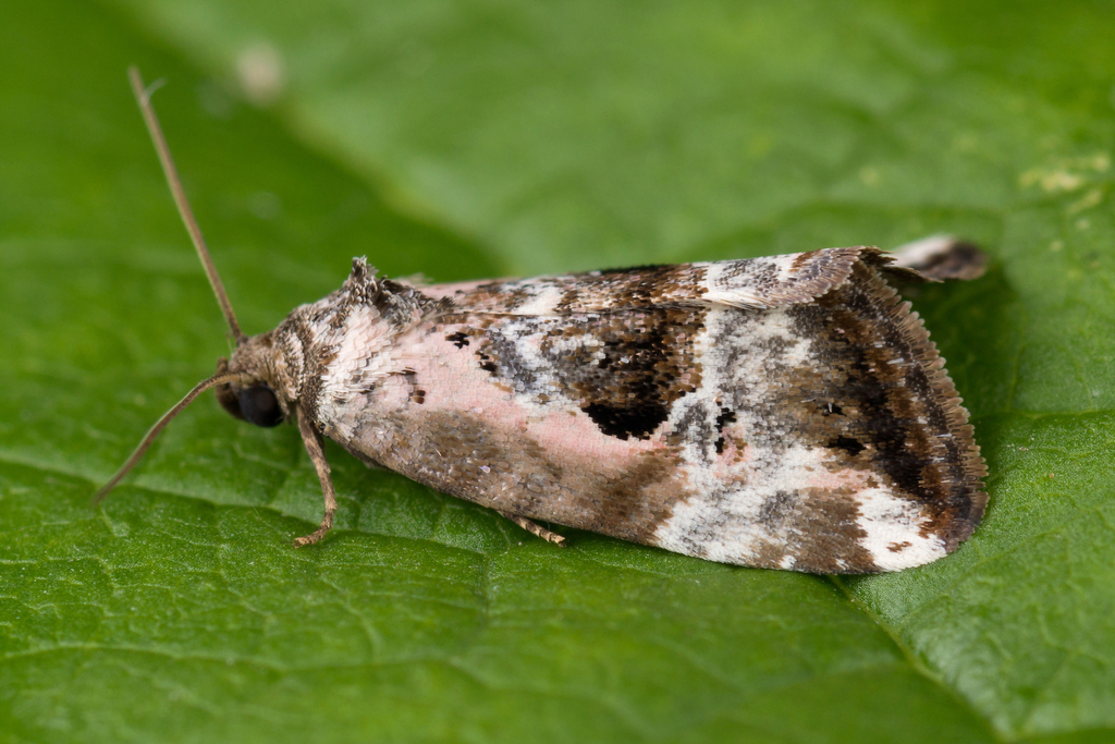 Rosy Marbled, photo 1 of 10