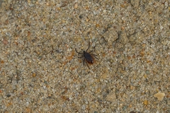 Ixodes persulcatus