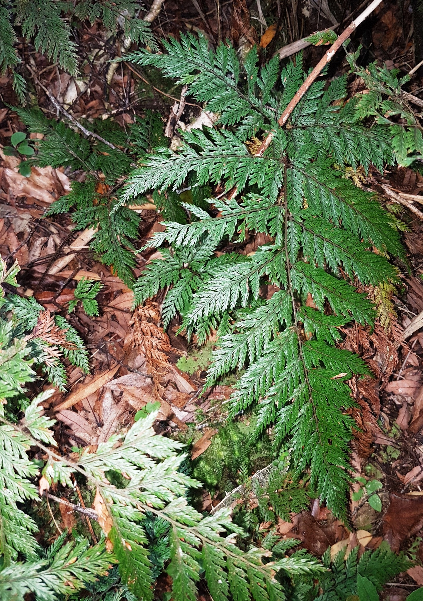 Lastreopsis